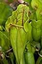 Sarracenia_purpurea_LP0172_33_Henley_Park