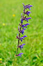 Salvia_pratensis_LP0244_34_Reigate