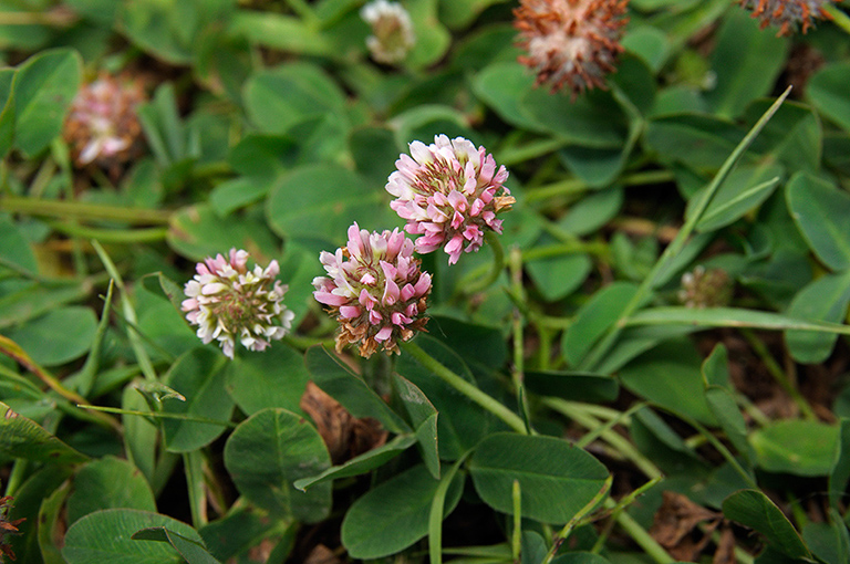 Trifolium_fragiferum_LP0374_29_Runnymede