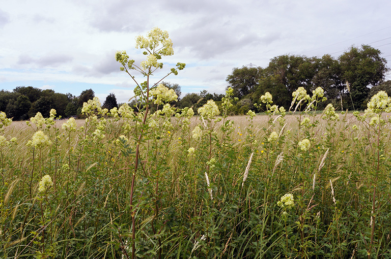 Thalictrum_flavum_LP0370_17_Chertsey_Meads