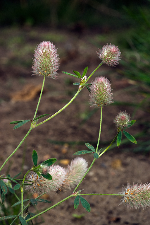 Trifolium_arvense_LP0224_59_Wisley