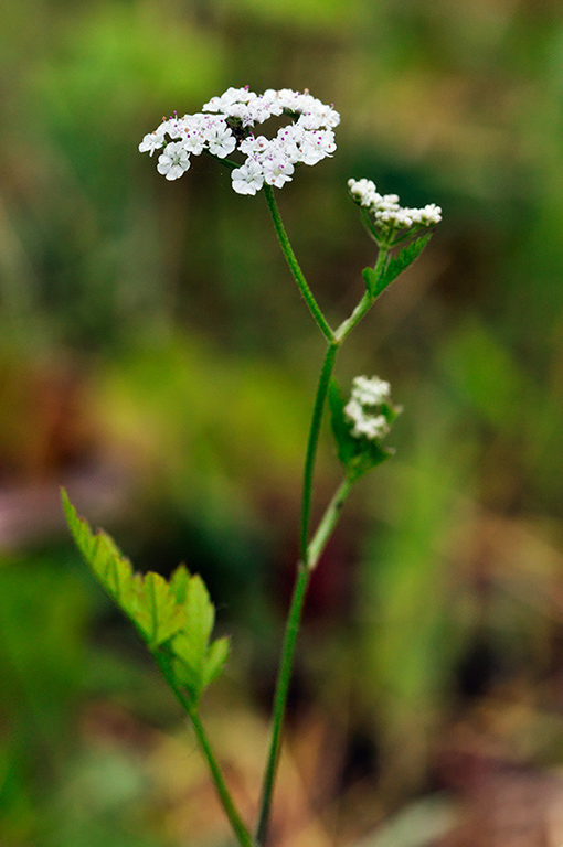 Torilis_japonica_LP0282_19_Merstham