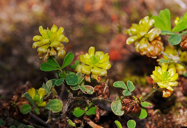 Trifolium_campestre_LP0331_50_Henley_Park