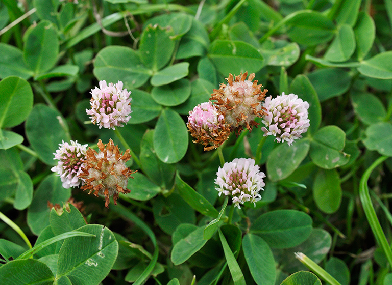 Trifolium_fragiferum_LP0414_15_Crystal_Palace