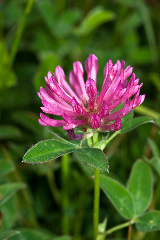 Trifolium_medium_LP0062_41_Andrews_Wood