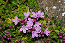 Thymus_pulegioides_LP0312_122_St_Martha