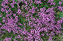 Thymus_drucei_LP0320_32_Portland