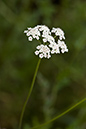 Torilis_japonica_LP0159_08_Epsom_Common