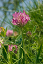 Trifolium_medium_LP0052_21_Park_Gate