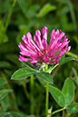 Trifolium_medium_LP0062_41_Andrews_Wood