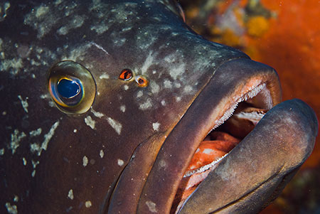 Dusky_Grouper_Dusky GrouperLPI-2008-09-19-094044-350