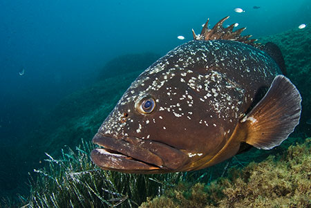 Dusky_Grouper_LPI-2008-09-14-160443-041-cleaned