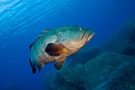 Dusky_Grouper_LPI-2008-09-15-143702-056