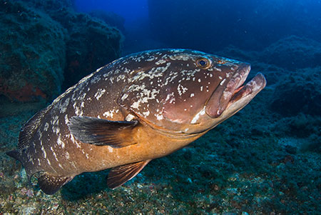 Dusky_Grouper_LPI-2008-09-17-144952-155