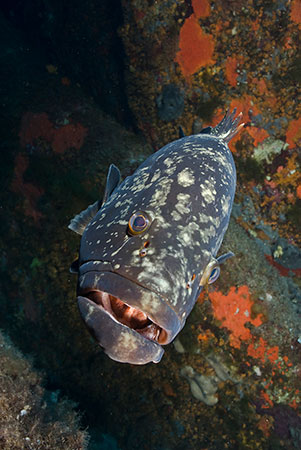 Dusky_Grouper_LPI-2008-09-18-081336-211