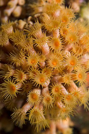 Zoanthids_LPI-2008-09-19-142043-372