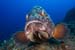 Dusky_Grouper_LPI-2008-09-18-075150-171