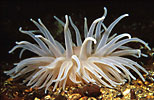 Sea Anemone Bolocera