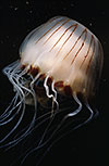 Compass Jellyfish