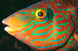 Corkwing Wrasse