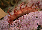 Dendronotus Nudibranch