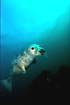 Grey Seal