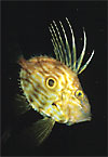 John Dory