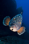 Dusky Grouper