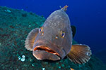 Dusky Grouper