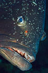 Dusky Grouper