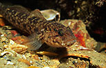 Rock Goby