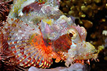 Scorpionfish