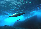 Galapagos Sealions