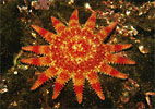 Sunstar