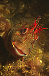 Tompot Blenny